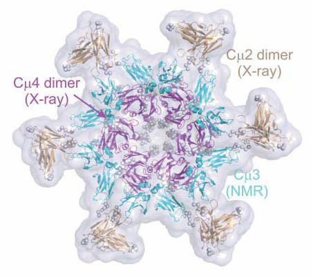Структурная модель гексамера иммуноглобулина